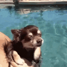 귀여운 물개짤 모음_2.gif