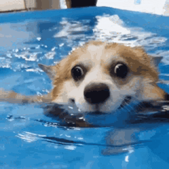 귀여운 물개짤 모음_12.gif