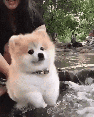 귀여운 물개짤 모음_11.gif