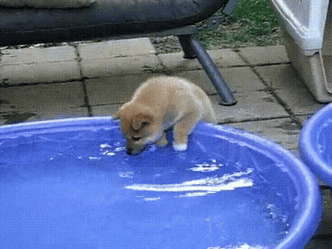 귀여운 물개짤 모음_5.gif