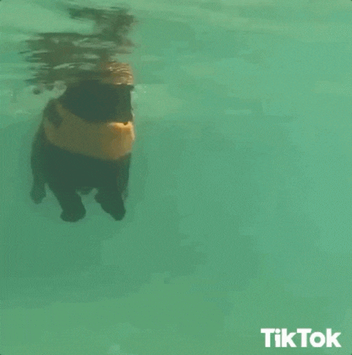 귀여운 물개짤 모음_6.gif