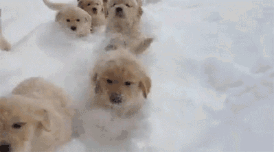 눈강아지.gif_2.gif