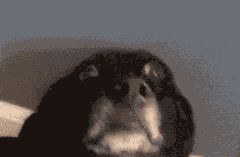 롤) 노인네 몸에 갑자기 생기가 돌아온다_1.gif