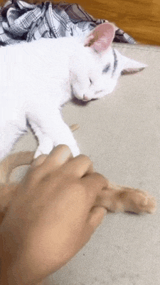 친구 발냄새 맡는 고양이_1.gif