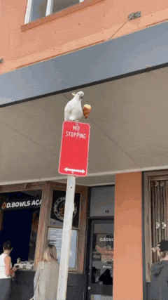브런치로 크로와상 먹기.gif_1.gif