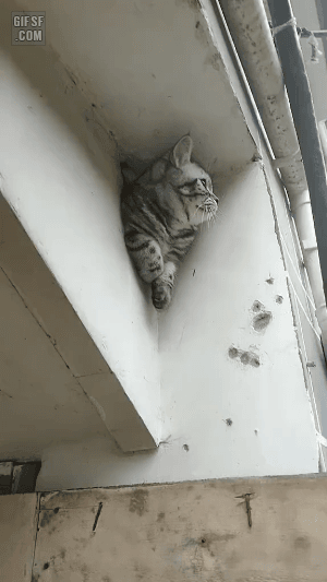 구멍에 낀 고양이.gif_1.gif