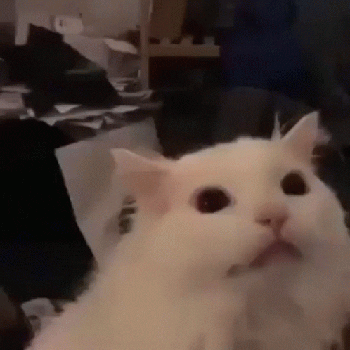 서버가 이상해요;_1.gif