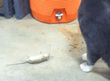 톰과 제리 실사판 언제나왔냐ㅋㅋㅋㅋㅋ_1.gif