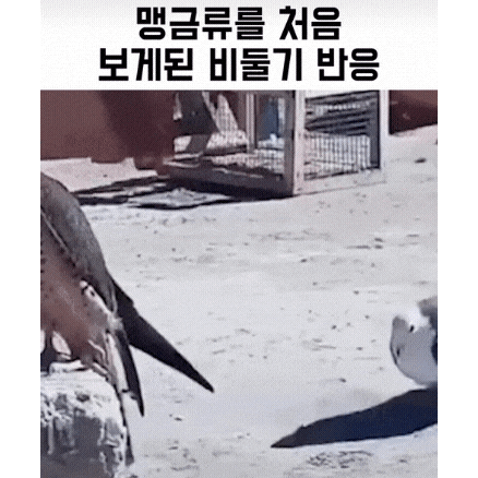 맹금류를 처음 본 비둘기 반응_1.gif