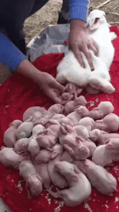 ㅇㅇㄱ) 얘들아 지금 미리미리 탄약 분배해두자_11.gif