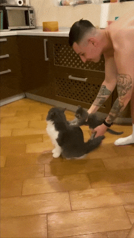 고양이 머리빗_1.gif