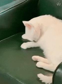 의외로 고양이가 신경 안쓰는것.gif_1.gif