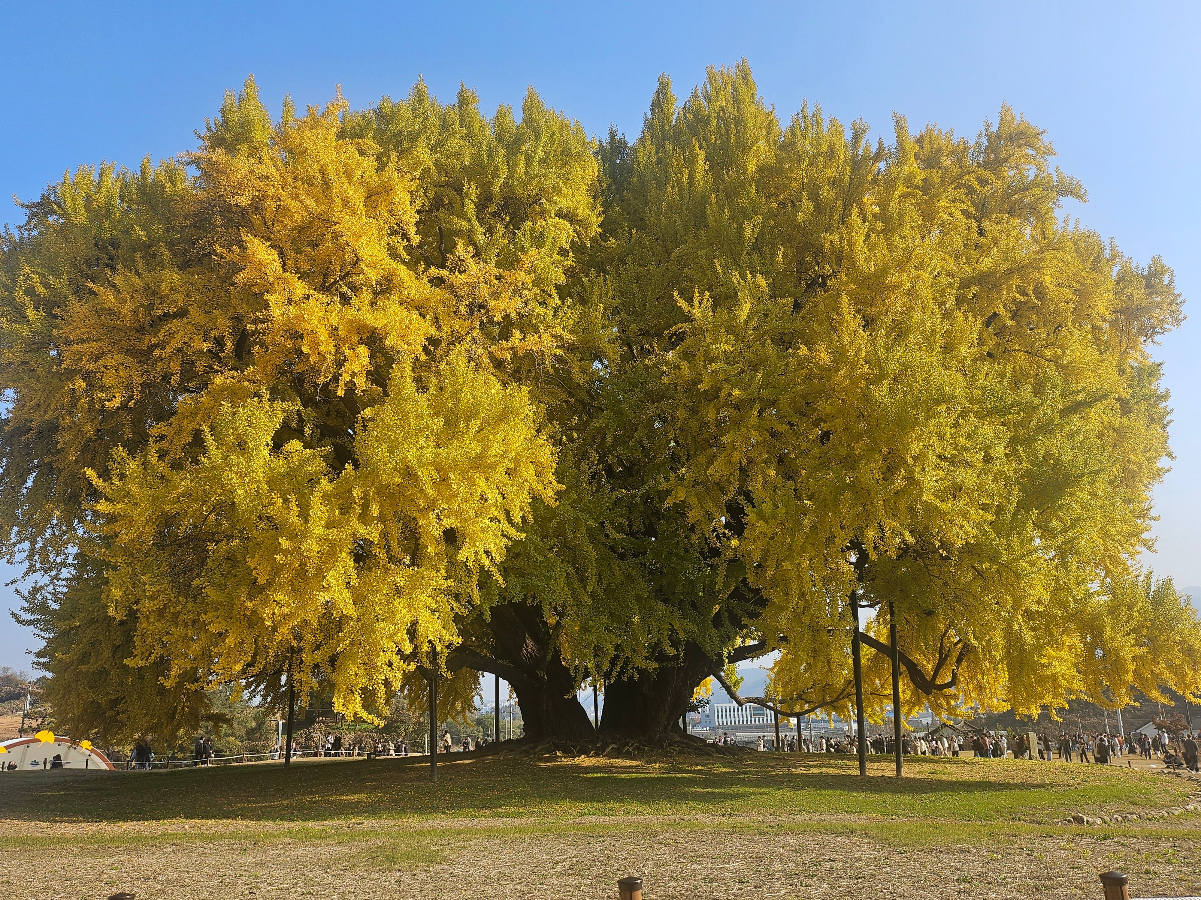 어제 단풍보고 옴
