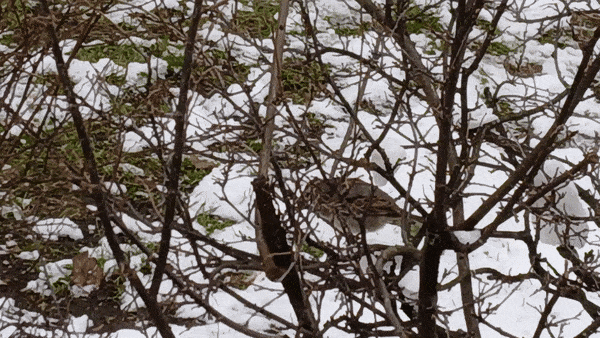 봇치의 리투아니아 여행 8화_18.gif