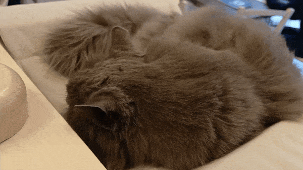 봇치의 리투아니아 여행 8화_26.gif