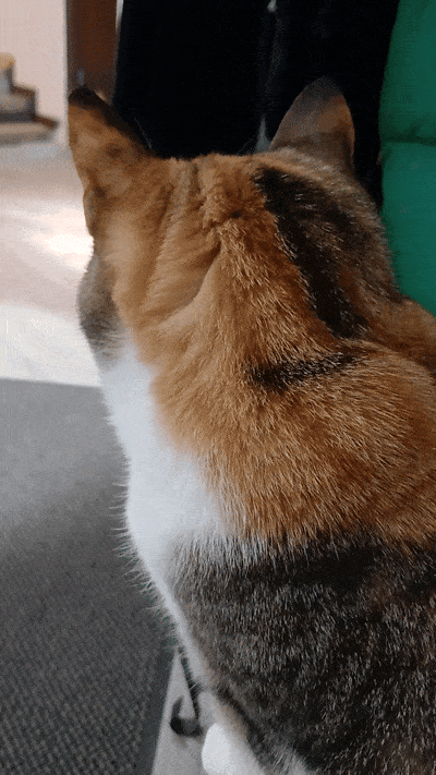 봇치의 리투아니아 여행 8화_28.gif