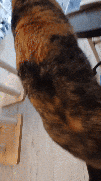 봇치의 리투아니아 여행 11화_17.gif