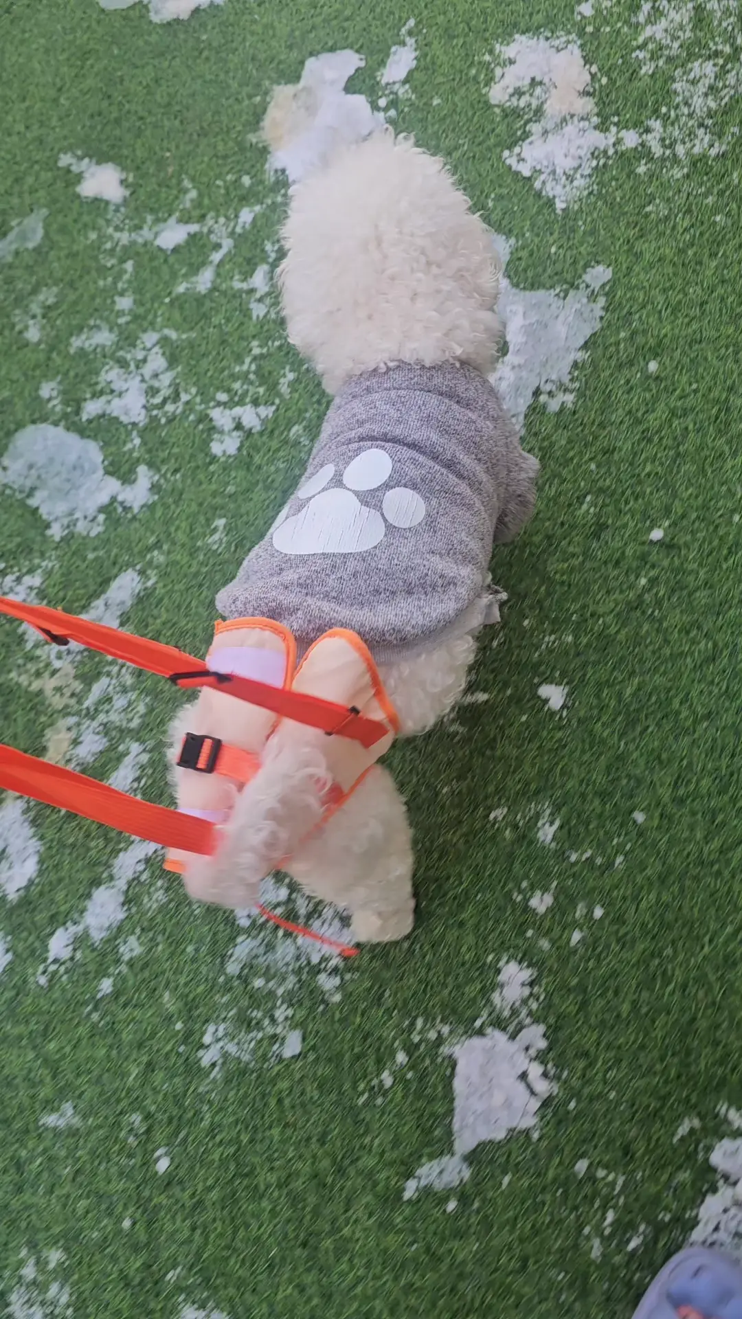 하반신마비와서 척추수술한 우리댕 회복과정_5.webp