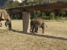 Elephant Sex Gif