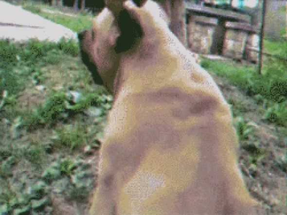 Чесать Яйца Гиф