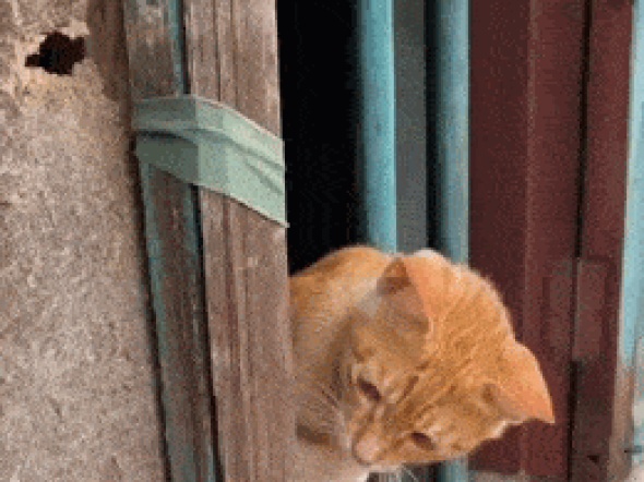 이리와!.gif | 유머 게시판 이리와!.gif | 유머 게시판 | 루리웹
