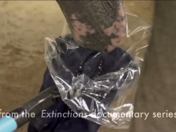 약1후코끼리 똥꼬에 전립선피스팅으로 착정gif