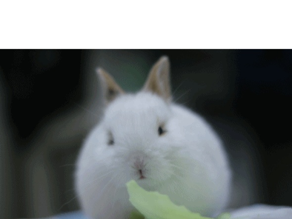 토끼가 옴뇸뇸gif