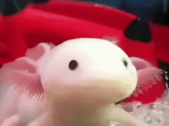 아홀로틀우파루파의 반응 속도gif