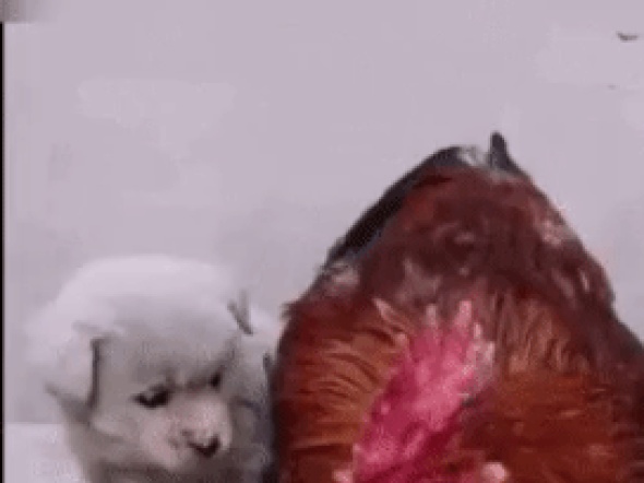 강아지를 품어주는 닭gif